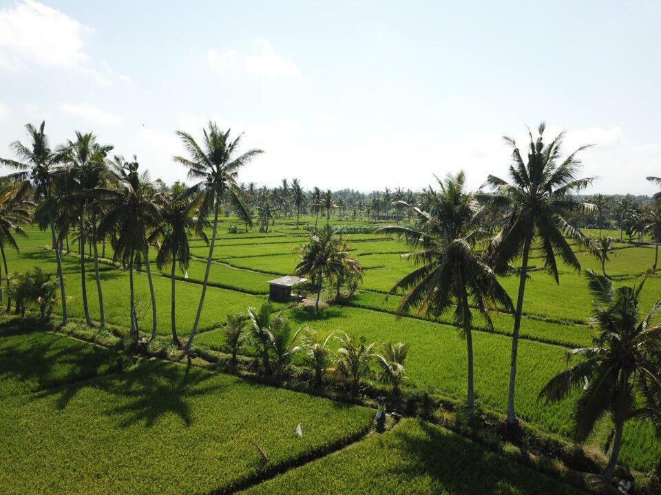 The Sawah Resort & Villa Ubud Dış mekan fotoğraf