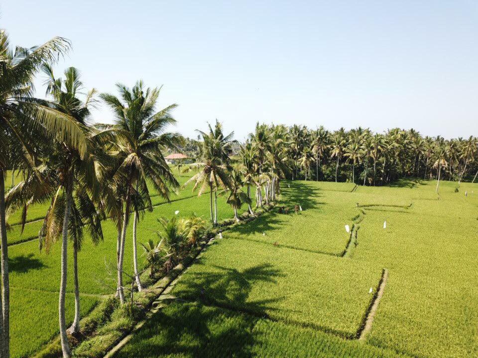 The Sawah Resort & Villa Ubud Dış mekan fotoğraf